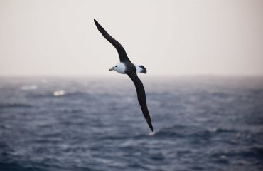 Stramtoarea Drake Albatros
