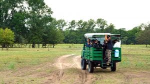 Cu mașina de safari prin pădurea Letea