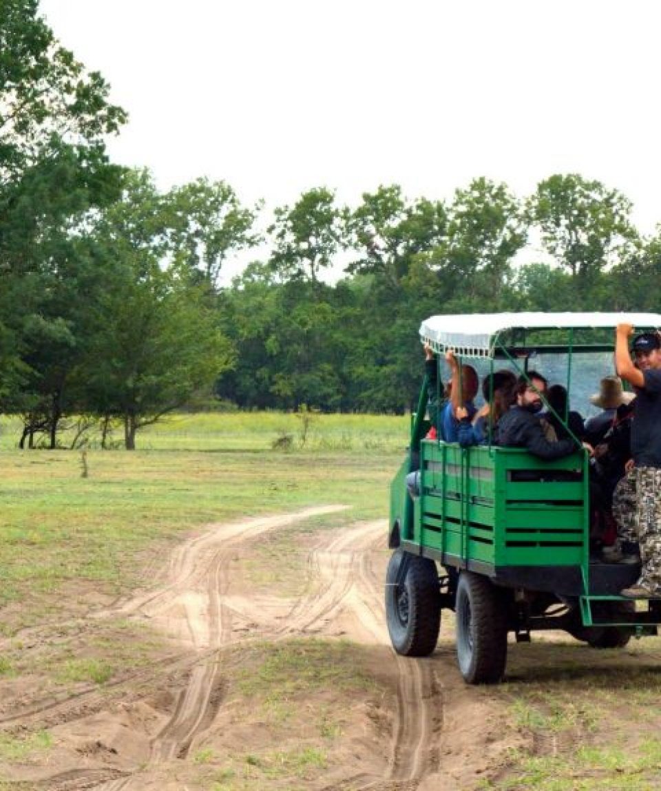 Cu mașina de safari prin pădurea Letea